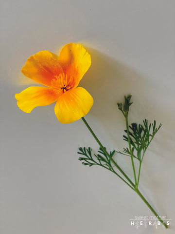 california poppy on display