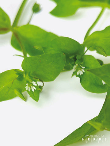 close up of chickweed plants