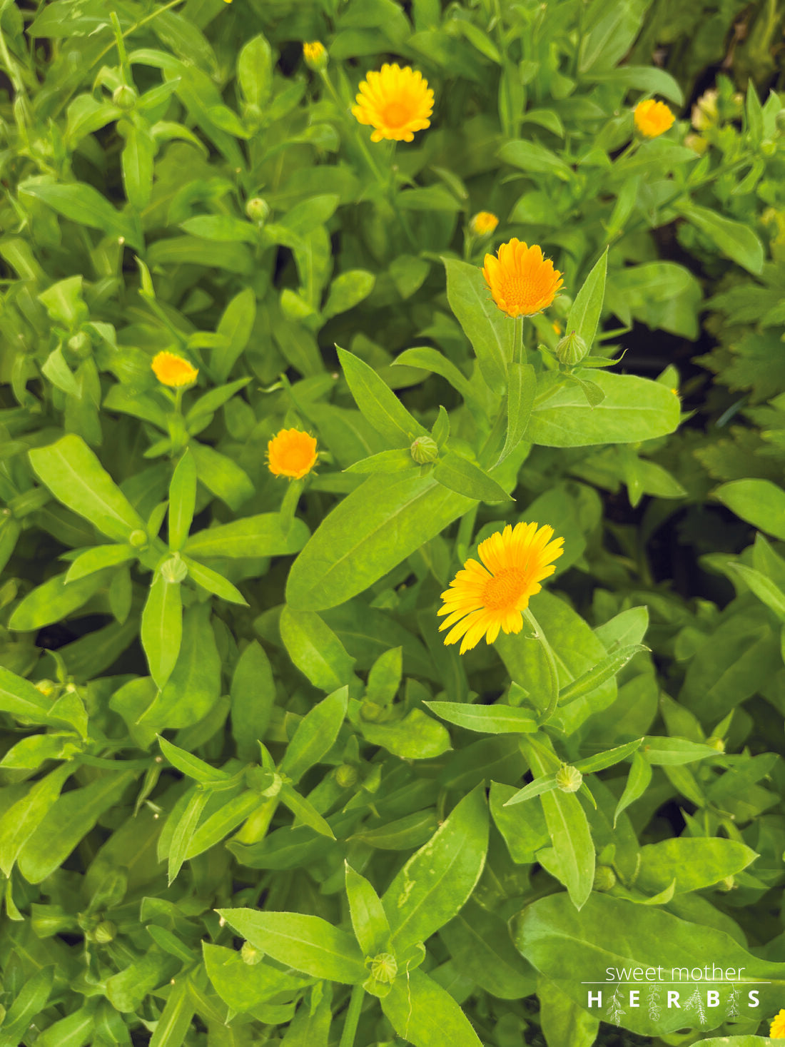 beautiful yellow calendula flowers