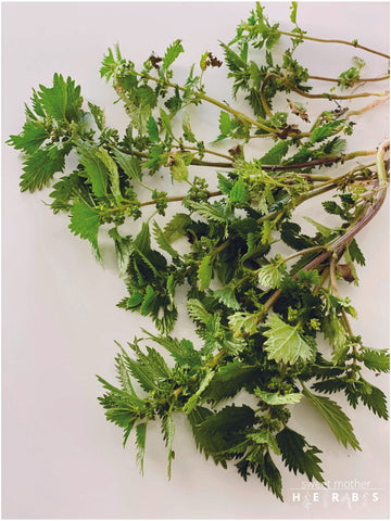 tea leaves plucked and on display