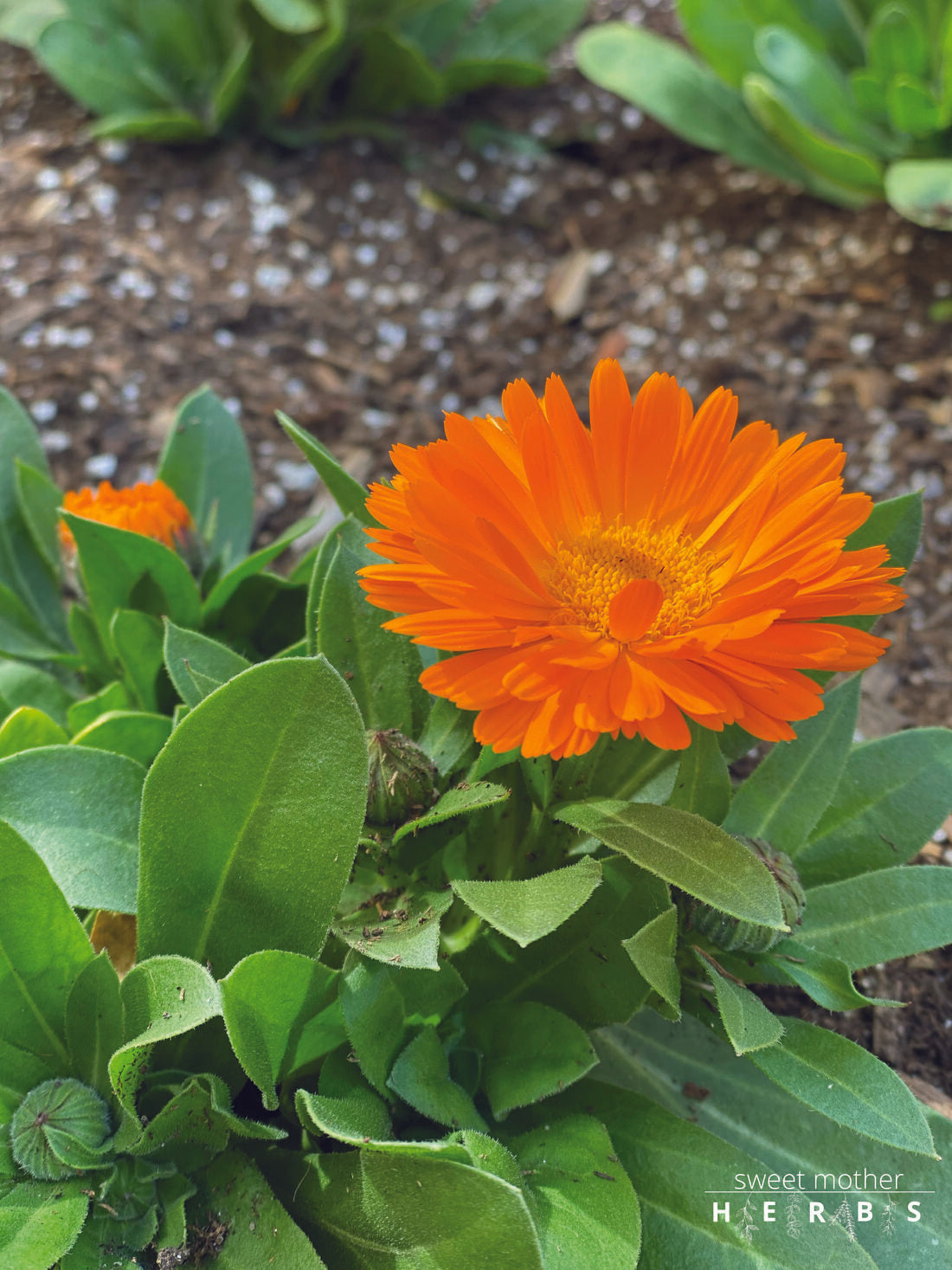 close up of a beautiful red calendula flower