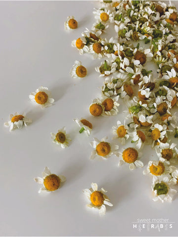 chamomile flower heads plucked and on display