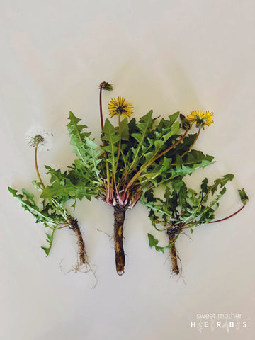 pieces of dandelion on display