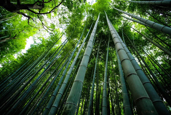 Bamboo trees