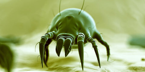 Dust mite