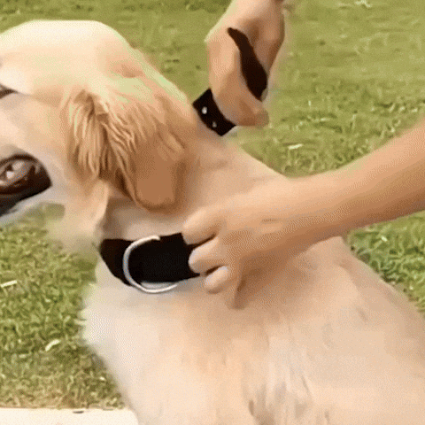 Collier-Chien-BigBoy