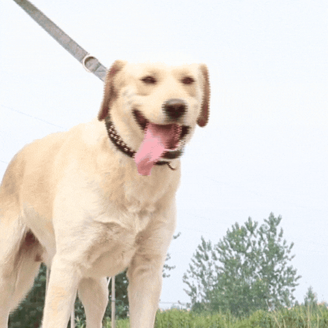 Collier-Chien-Cuir-Labrador