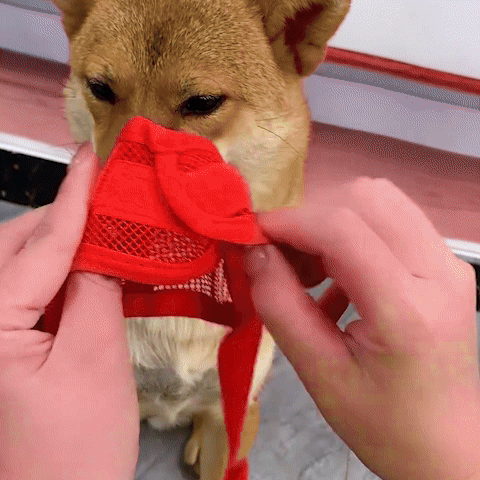 museliere-chien-rouge
