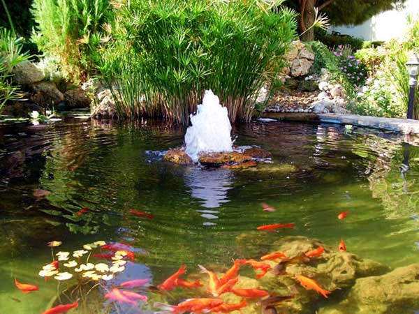 Beautiful Pond with Koi and Bubbling Fountain