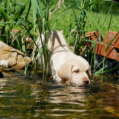Puppy enjoys a drink from a pond cleaned by a ProEco Products Ionizer