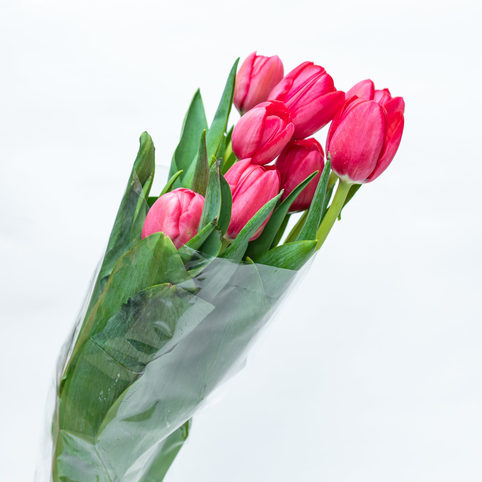 Tulipanes Rosa – mercadojamaicaonline