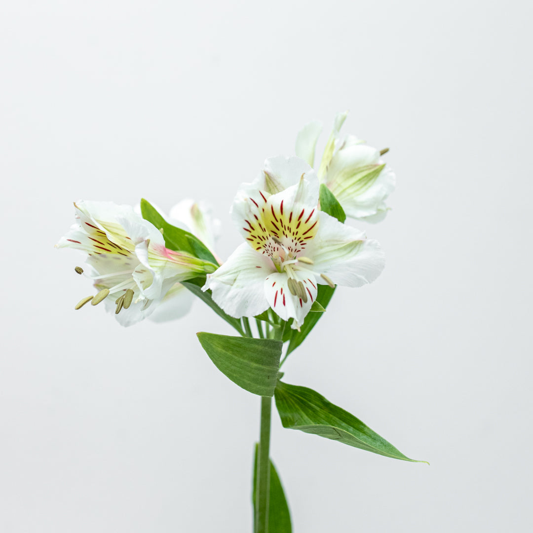 Paquete de Astromelia Blanca – mercadojamaicaonline