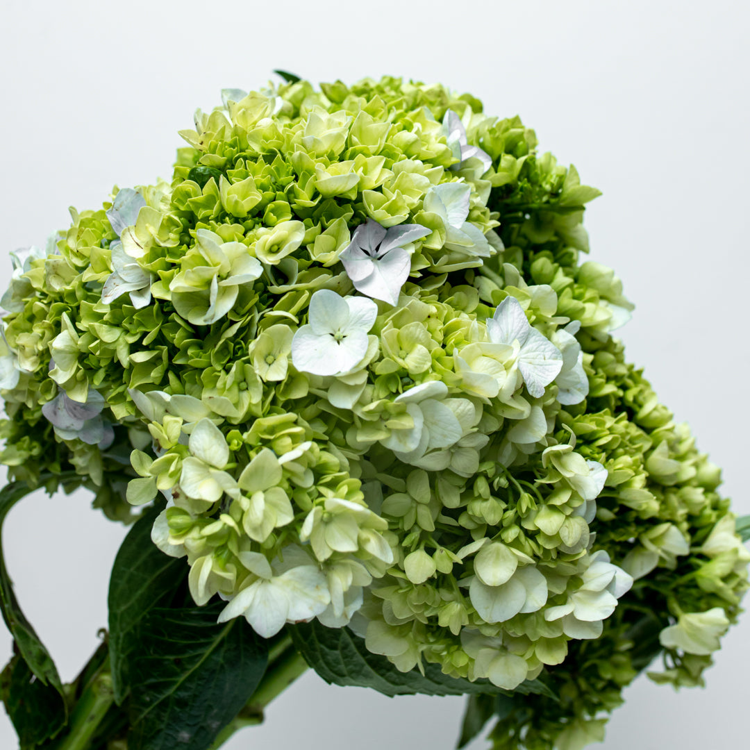 Details 100 imagen hortensia verde