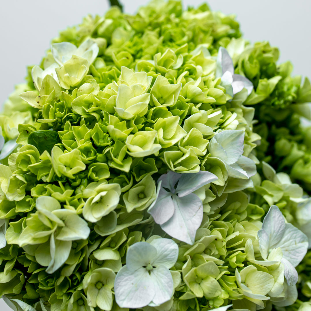 Paquete Hortensia Verde – mercadojamaicaonline