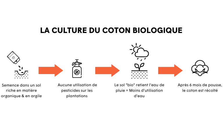 Etapes de culture du coton biologique