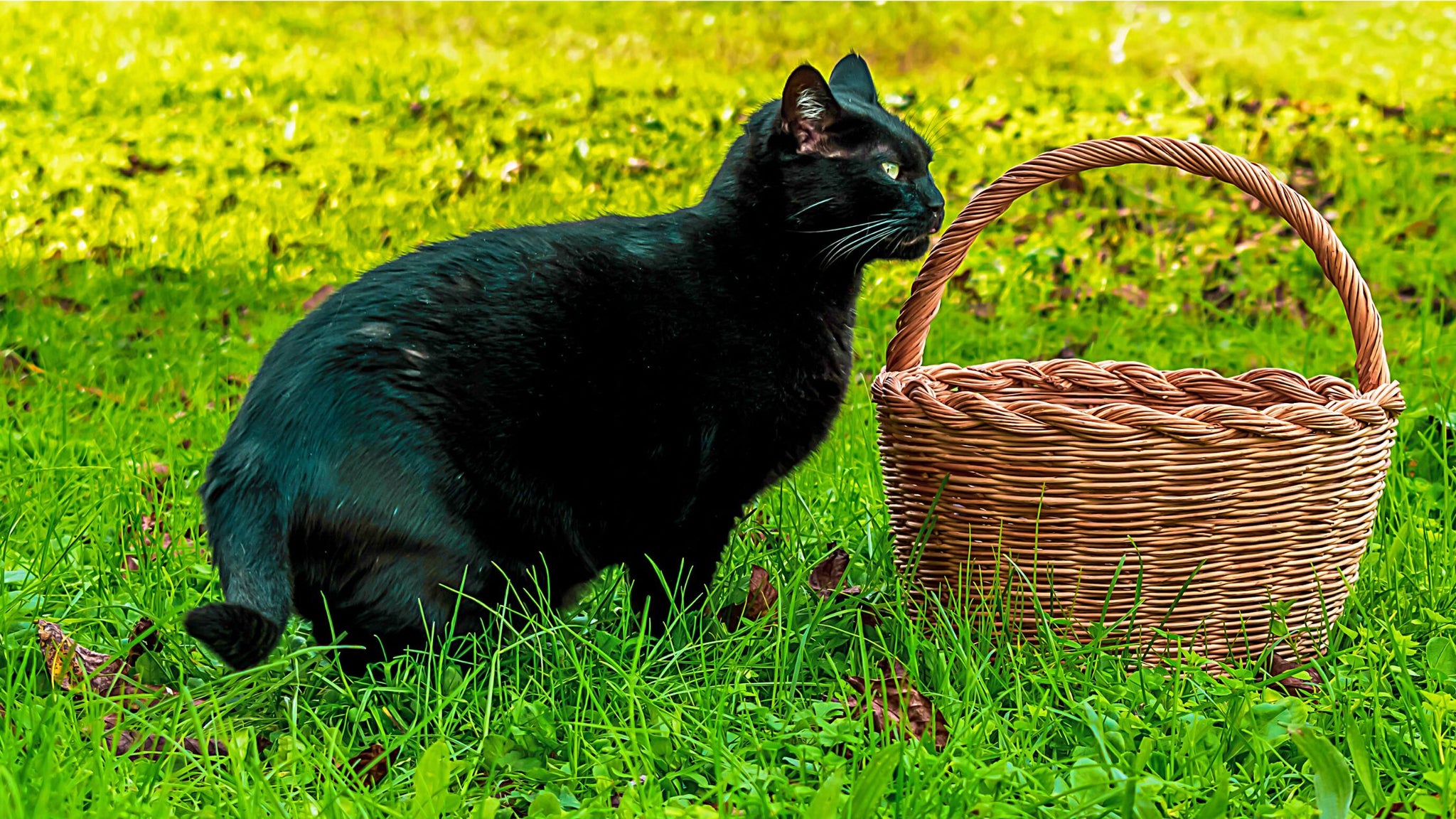 Paniers pour chat : lequel choisir?