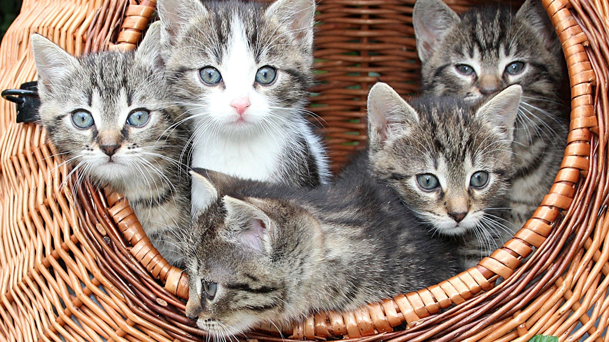 Paniers pour chat : lequel choisir?