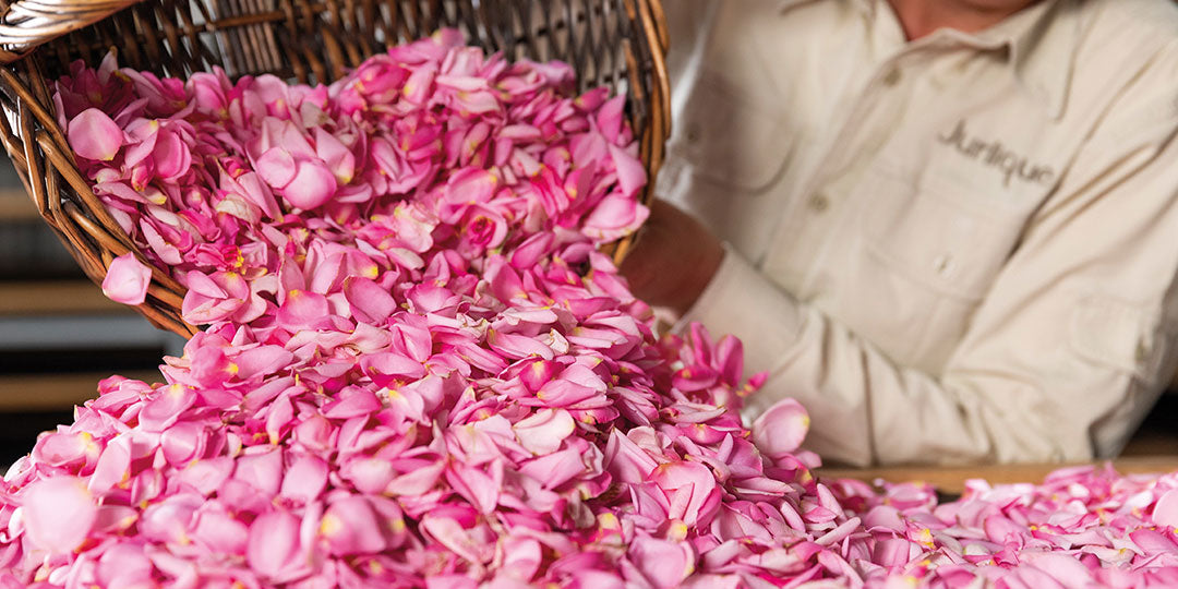 Jurlique Roses Hand Picked on Farm