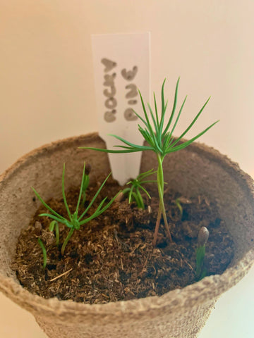 rocky pine bonsai shoots with the bonsai box