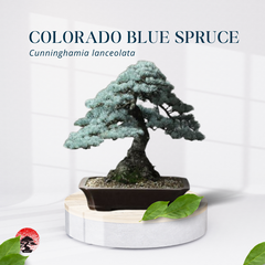 colorado blue spruce graines de bonsaï