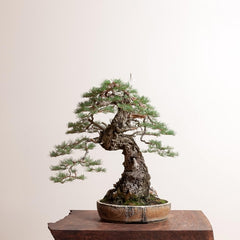 chinese fir bonsaï