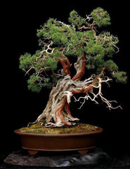 Rocky pine bonsaï seeds