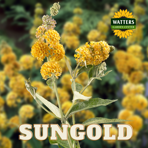 Sungold Butterfly Bush 