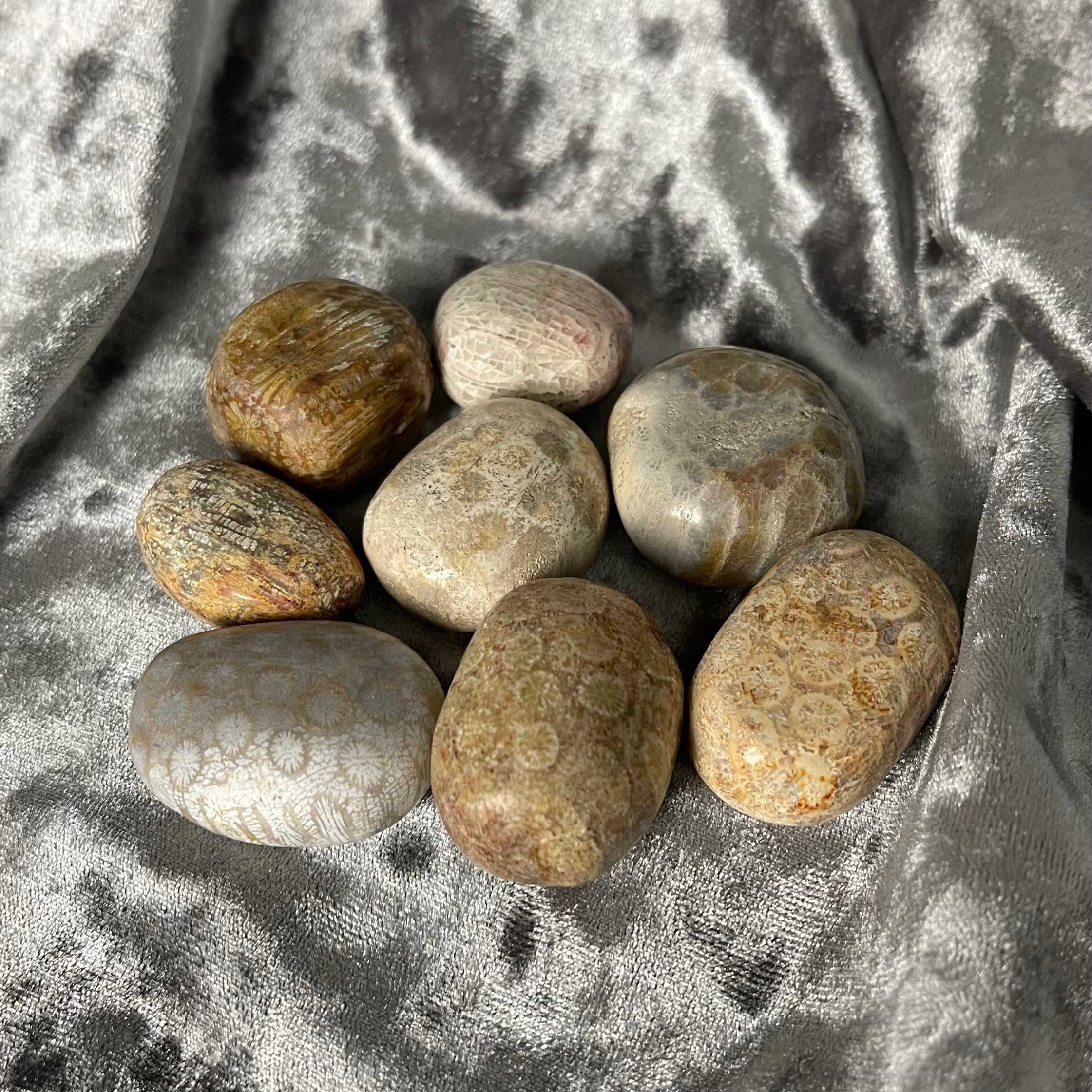 Fossilized Coral