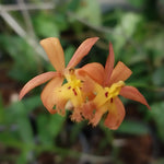 Epidendrum orchid
