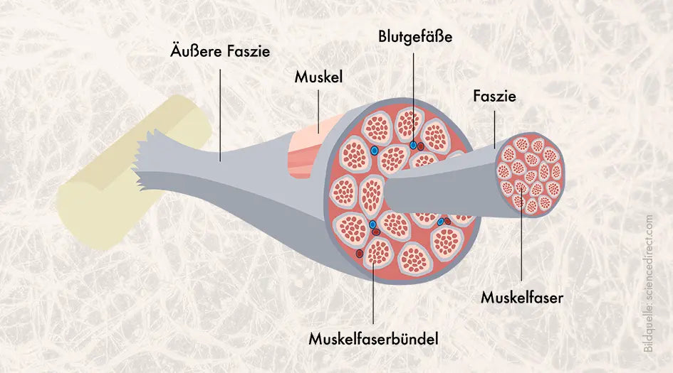 Grafische Darstellung von Muskelfasern und den Faszien, die sie umgeben