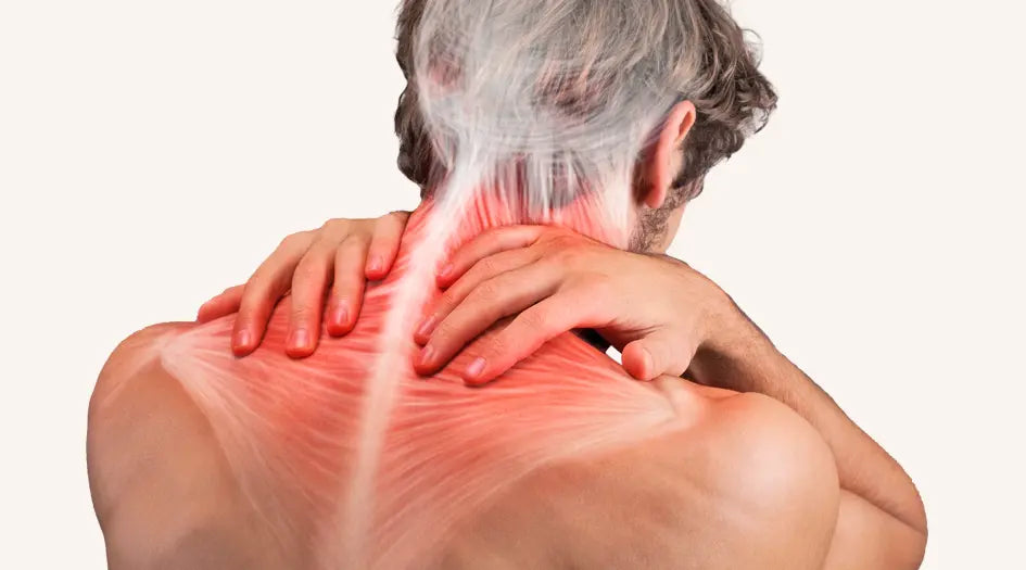 Illustration der Faszien- und Muskelstränge im Nacken