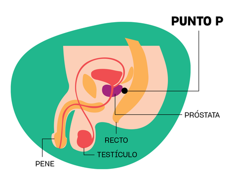 Punto P masculino