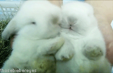 besos conejitos cariñosos