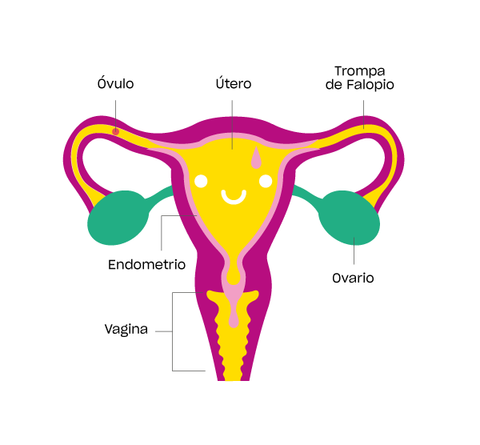 Ilustración de útero y vagina