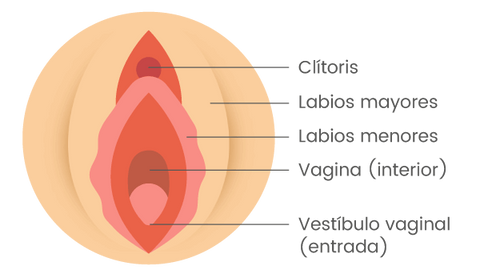 Partes de la vagina