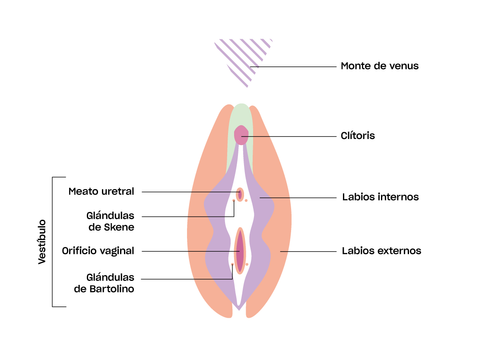 partes vulva