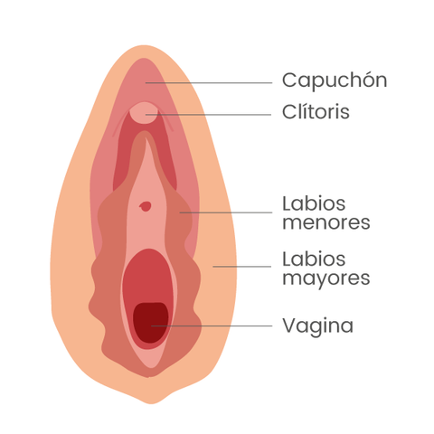 Partes de la vulva 