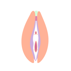 forma labios vulva