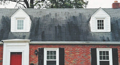 algae on roof