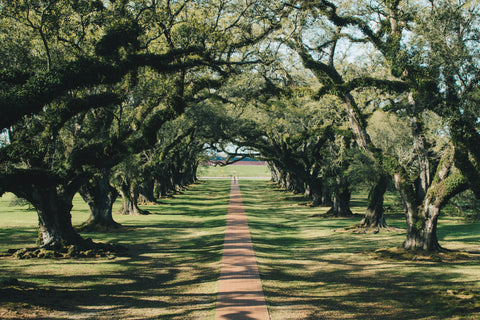 Alley of the oaks