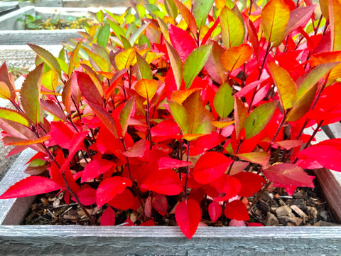 Colorful Aronia