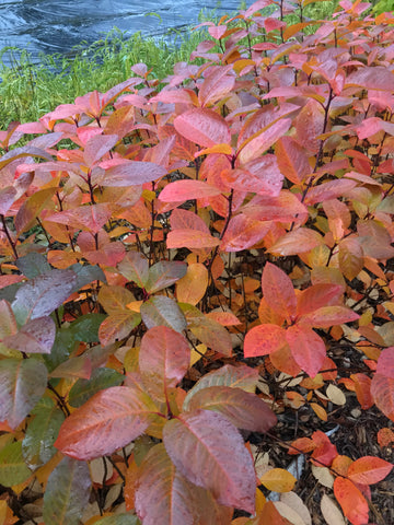 Aronia Nursery Bed