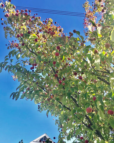 Kousa Dogwood Fruiting