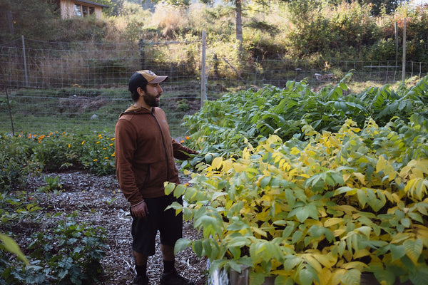 Tree Farmer looking at seedling beds