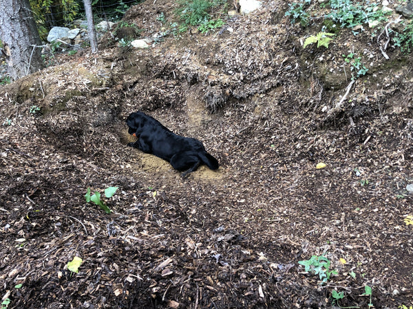 Dog-Digging-hole-heeling-in