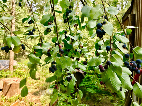 Saskatoon bush loaded with berries