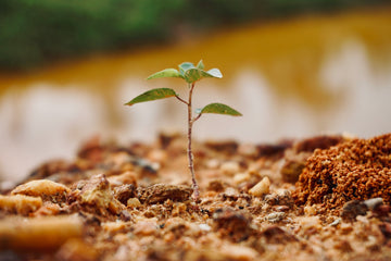 Tree Planting.jpg__PID:ea78279d-8bfd-426f-8a99-e94afe77dd8f