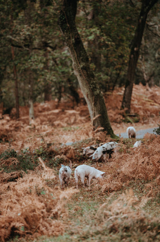 Pigs grazing in the forest