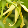 Ätherisches Öl "Ylang-Ylang"