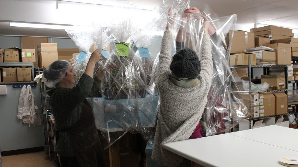 Wrapping the giant Easter eggs